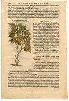 History of Plants (verso)