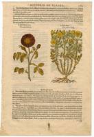History of Plants (recto)