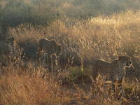 Cheetah Coalition at Sunset