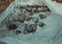 Close-up of Remains Recovered from Gornji-Vakuf