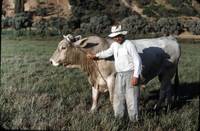 A Farmer and his bull, Pylos, Greece