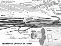Hierarchical Structure of Tendon