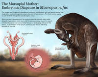 The Marsupial Mother: Embryonic Diapause in Macropus rufus