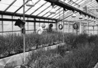 Students study plants in a greenhouse