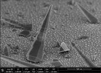 InN nanowires on Si (100) substrate