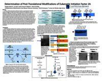 Post Translational Modifications of Eukaryotic Initiation Factor 2A