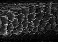 Neuronal cells on insect wing