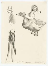 Saurus Crane, Muscovy Ducks