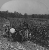 Man harvesting corn at Squire Valleevue Farm