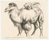 Bactrian (Double Hump Camel)